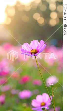 Pink summer flowers bloom beautifully on the beach landscape Pink summer flowers bloom beautifully on the beach landscape 131952809