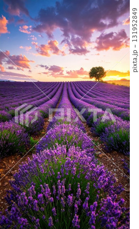 Golden sunset light illuminates a vast purple lavender field in the French countryside during a summer evening 131952849