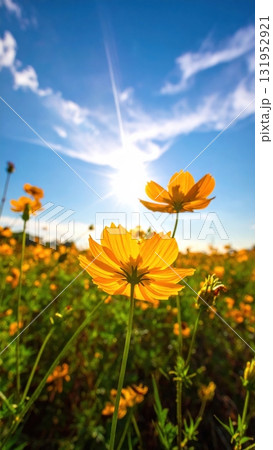 Vibrant yellow sunflowers turn their faces toward the sun against a beautiful blue sky in a summer field of nature's beauty 131952921