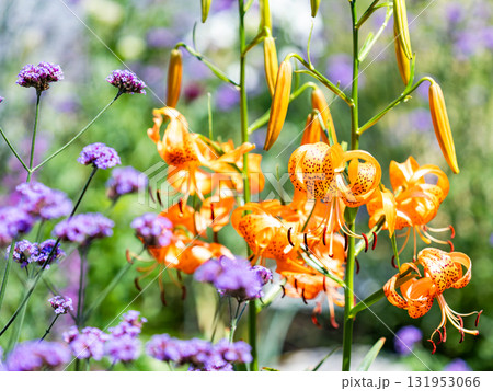 満開のオレンジ色のオニユリ 131953066