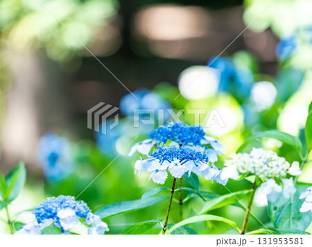 梅雨を彩る景色 カラフルで美しいアジサイ 梅雨を彩る景色 カラフルで美しいアジサイ 131953581