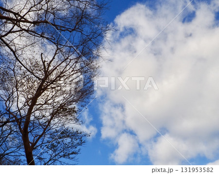冬空と冬枯れの木と雲 131953582