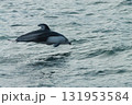 函館沖で海面を跳ねるカマイルカ（Pacific white-sided dolphin） 131953584