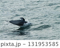 函館沖で海面を跳ねるカマイルカ（Pacific white-sided dolphin） 131953585