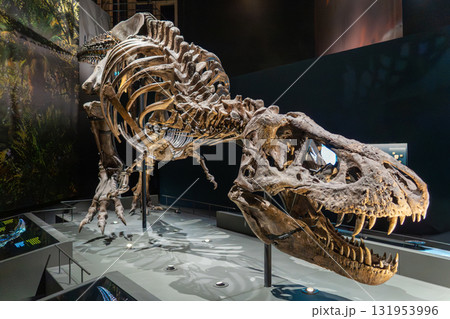 恐竜の化石を使った恐竜時代の恐竜類 131953996