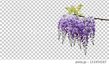 Elegant wisteria blooms cascade with graceful beauty, perfect for designs needing a touch of spring, romantic flair, or botanical inspiration 131954287