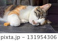 昼寝する猫　屋外　かわいい　アップ 131954306