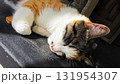 昼寝する猫　屋外　かわいい　アップ 131954307