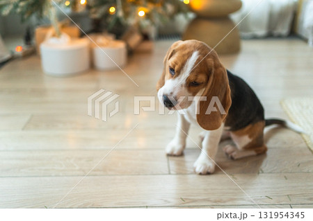 Funny cute puppy dog beagle playing near Christmas tree at home indoor. Preparation for holiday. Pet dog resting at home with Christmas decorations. Happy Merry Christmas concept Funny cute puppy dog beagle playing near Christmas tree at home indoor. Preparation for holiday. Pet dog resting at home with Christmas decorations. Happy Merry Christmas concept 131954345