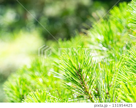 初夏の爽やかな景色　美しい松の新葉 131954425