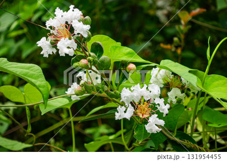 A vibrant of blooming white crape myrtle with leaves and bud . A vibrant of blooming white crape myrtle with leaves and bud . 131954455