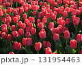 Beautiful bright crimson tulips, close-up 131954463
