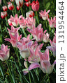 Beautiful delicate white and pink tulips, close-up 131954464