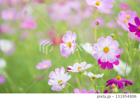ピンクのコスモス畑 ピンクのコスモス畑 131954806