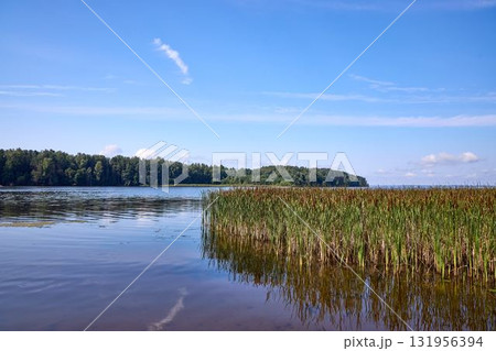 Cattails Growing in Riverbank Marsh on Summer Day 131956394