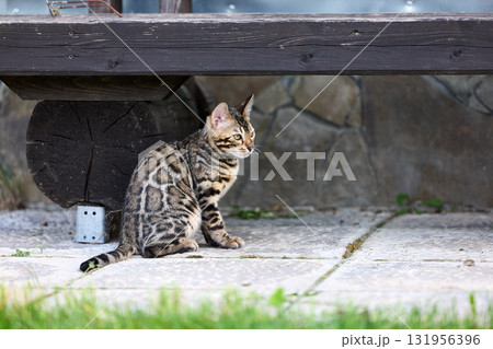 Elegant Bengal Kitten Portrait with Expressive, Captivating Eyes Elegant Bengal Kitten Portrait with Expressive, Captivating Eyes 131956396