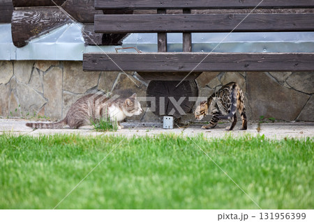 Domestic Cat and Bengal Kitten in Tense First Encounter 131956399