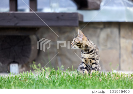 Elegant Bengal Kitten Portrait with Expressive, Captivating Eyes 131956400