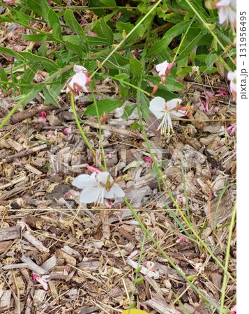 White Oenothera lindheimeri, commonly known as Lindheimer's beeblossom, white gaura, Lindheimer's clockweed, is a species of Oenothera. 131956495