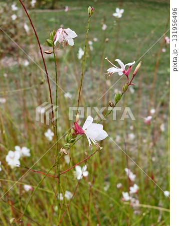 White Oenothera lindheimeri, commonly known as Lindheimer's beeblossom, Lindheimer's clockweed, and Indian feather, is a species of Oenothera. 131956496