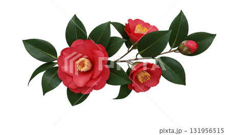 Elegant camellia blossoms with vibrant red petals and lush green leaves, a delicate floral composition for spring designs and botanical themes Elegant camellia blossoms with vibrant red petals and lush green leaves, a delicate floral composition for spring designs and botanical themes 131956515