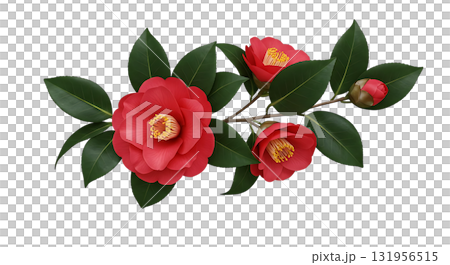 Elegant camellia blossoms with vibrant red petals and lush green leaves, a delicate floral composition for spring designs and botanical themes Elegant camellia blossoms with vibrant red petals and lush green leaves, a delicate floral composition for spring designs and botanical themes 131956515