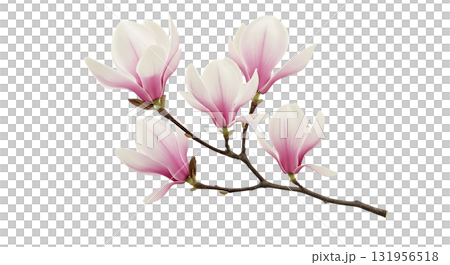 Elegant magnolia blossom branch with delicate pink petals, ideal for spring designs, wedding invitations, or nature-inspired marketing materials 131956518