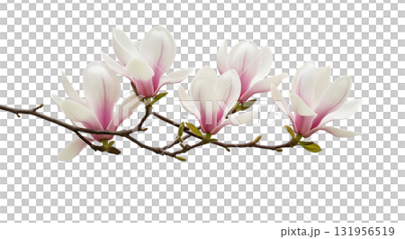Elegant magnolia blossoms on a branch, evoking springtime beauty and natural grace for floral designs and botanical themes, a touch of serene elegance. 131956519