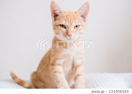 Little red-haired kitten on a white sweater 131956583