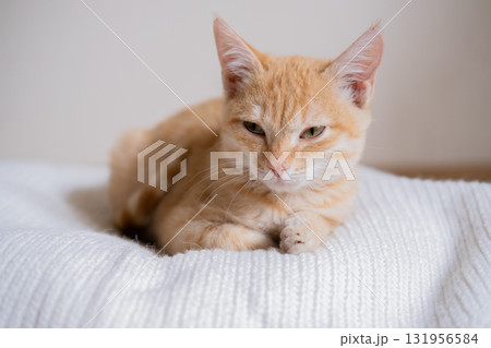 Little red-haired kitten on a white sweater 131956584