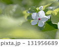 日日草（ニチニチソウ） 131956689