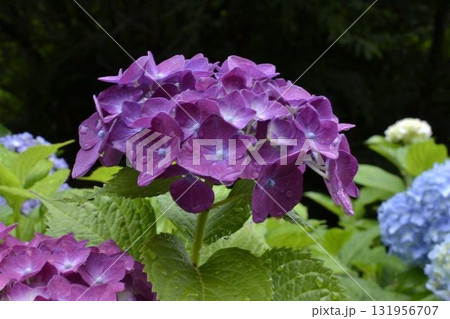 雨に濡れた紫陽花 雨に濡れた紫陽花 131956707