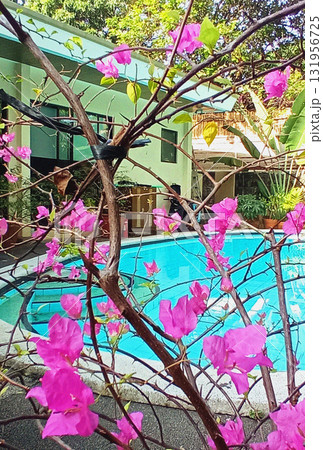 a beautiful garden with flowers 131956725