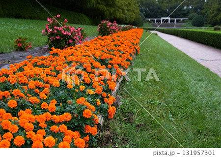 相模原公園フランス式庭園 相模原公園フランス式庭園 131957301