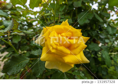 緑の葉に咲く鮮やかな黄色いバラ 緑の葉に咲く鮮やかな黄色いバラ 131957328