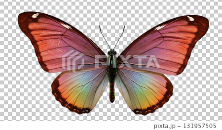 Stunning morpho butterfly with iridescent wings, a symbol of transformation, beauty, and nature's artistry, perfect for inspiring designs and creative projects Stunning morpho butterfly with iridescent wings, a symbol of transformation, beauty, and nature's artistry, perfect for inspiring designs and creative projects 131957505