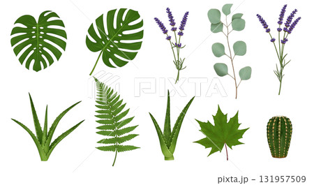 Tropical collection of monstera leaves, eucalyptus, aloe vera, fern, cactus and lavender for botanical design projects, bringing natural beauty and calm 131957509