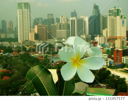 tropical white plumeria flowers plumeria on the city 131957577