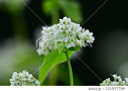 蕎麦の花 131957706