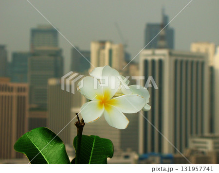 white frangipani flowers with city background 131957741