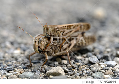 褐色型のトノサマバッタ 131958644