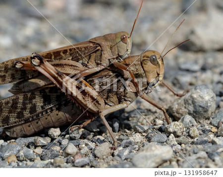 褐色型のトノサマバッタ 131958647