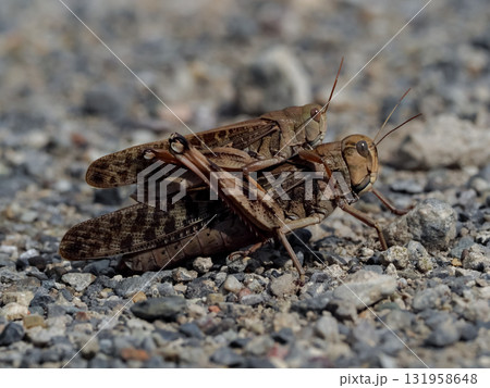 褐色型のトノサマバッタ 褐色型のトノサマバッタ 131958648