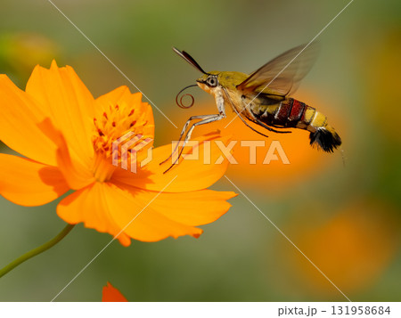 オオスカシバ 131958684