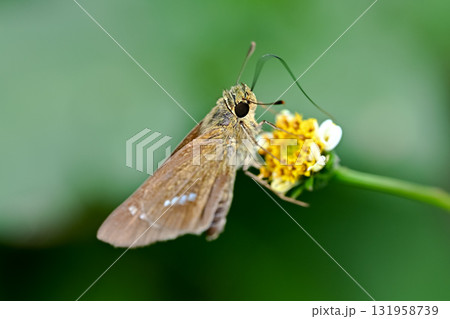 イチモンジセセリ 131958739