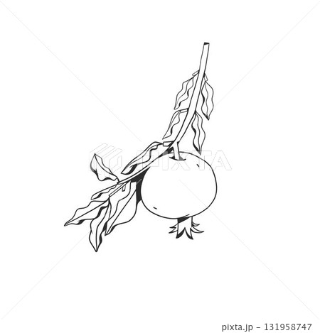 Hand drawn abstract vector graphic illustration collection with stylized pomegranate branch fruit in cartoon drawing style.Trendy modern juicy fruit design concept.Vector line fruit symbol icon. Hand drawn abstract vector graphic illustration collection with stylized pomegranate branch fruit in cartoon drawing style.Trendy modern juicy fruit design concept.Vector line fruit symbol icon. 131958747