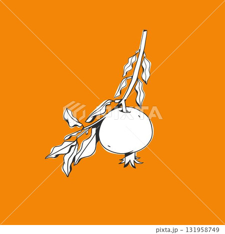 Hand drawn abstract vector graphic illustration collection with stylized pomegranate branch fruit in cartoon drawing style.Trendy modern juicy fruit design concept.Vector line fruit symbol icon. 131958749