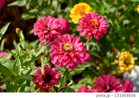 ジニア ジニア 131958838