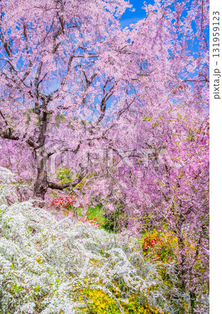 京都　原谷苑の桜 131959123