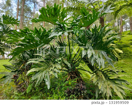 Lush tropical foliage thrives in a vibrant forest setting, showcasing large, verdant leaves against a backdrop of tall trees and green hills Lush tropical foliage thrives in a vibrant forest setting, showcasing large, verdant leaves against a backdrop of tall trees and green hills 131959509